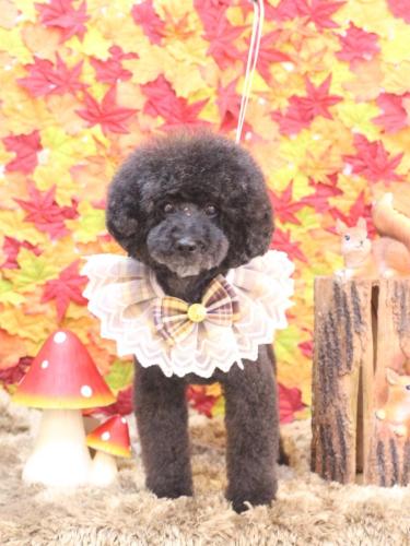 20241109ラブくん 